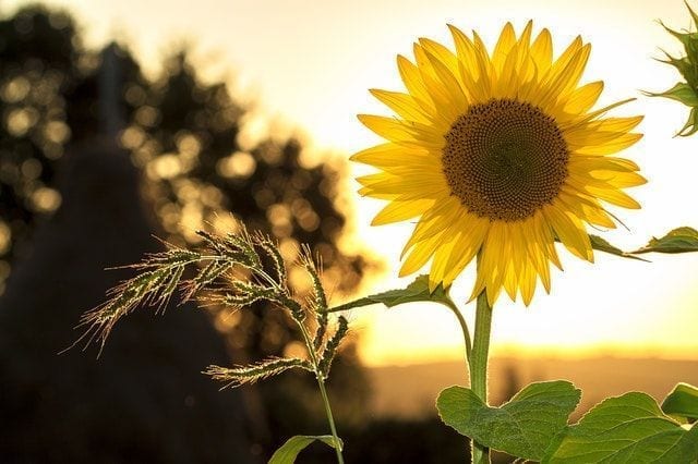 ¡Peligro: Usted puede tener déficit de vitamina D!