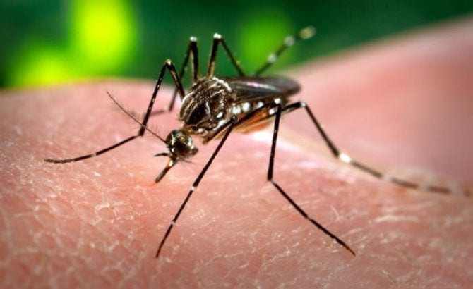 Si le pican los mosquitos puede que tenga escasez de esta vitamina