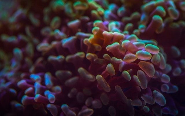 Listeriosis, cómo prevenirla