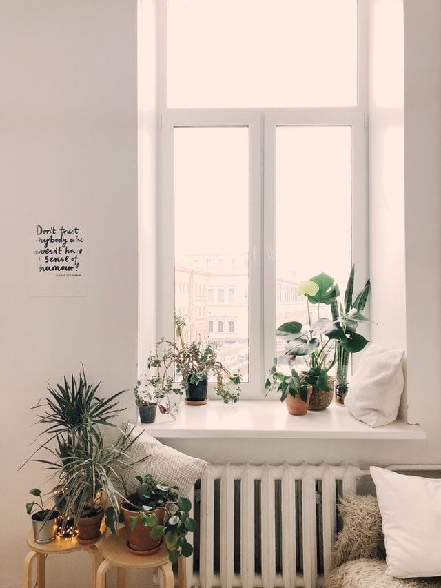 Radiónica y plantas