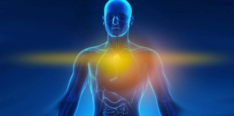 Glándula Timo, sistema inmunitario y coronavirus