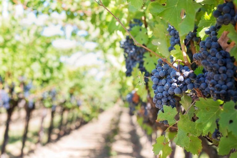 Improving the taste of wines with radionics