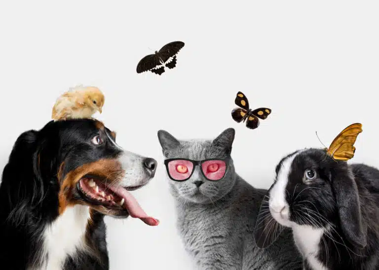 Radiónica y bienestar animal: Mejorando el comportamiento y salud energética de las mascotas a través de técnicas radiónicas